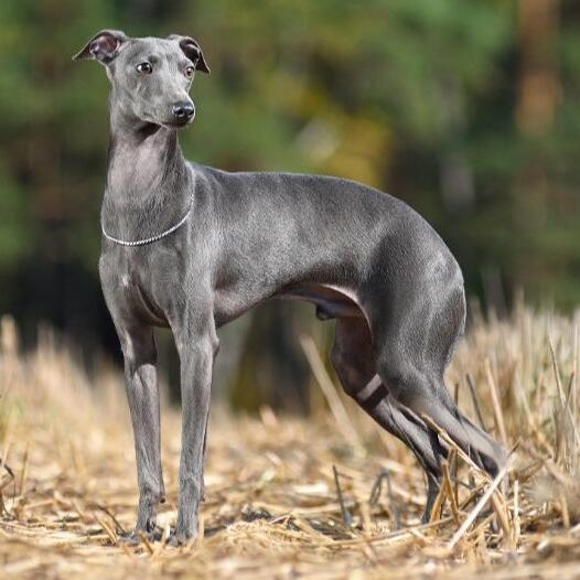 Shops show me an italian greyhound